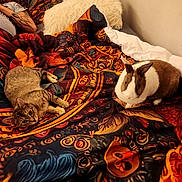 Baby is registered to the contest to win money with this photo: cat, rabbit, bed, blanket, patterned_blanket, pillow, animal, pet, indoor, furniture, cozy, resting, tabby_cat, brown_and_white_rabbit, soft_lighting, colorful, warm, relaxed, fur, domestic