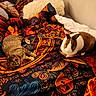 cat, rabbit, bed, blanket, patterned_blanket, pillow, animal, pet, indoor, furniture, cozy, resting, tabby_cat, brown_and_white_rabbit, soft_lighting, colorful, warm, relaxed, fur, domestic