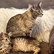 Baby And Lulu joined the competition — help win amazing prizes! cat, tabby_cat, feline, pet, indoor, couch, furniture, fluffy_pillow, brown, striped_fur, relaxed, sitting, lying_down, domestic_animal, cute, whiskers, ears, eyes, fur, cozy
