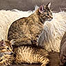 cat, tabby_cat, feline, pet, indoor, couch, furniture, fluffy_pillow, brown, striped_fur, relaxed, sitting, lying_down, domestic_animal, cute, whiskers, ears, eyes, fur, cozy