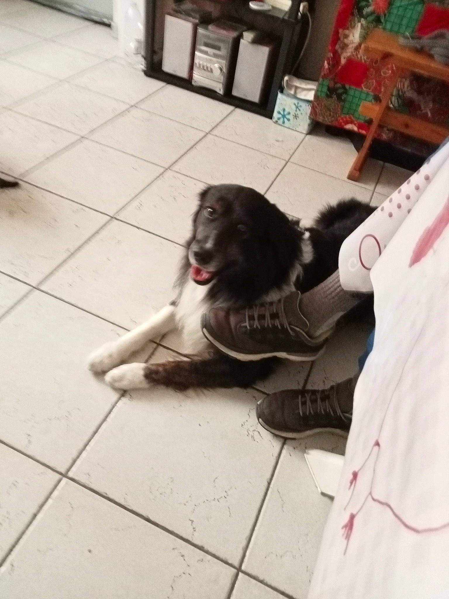 Torpille Ket participe au concours pour gagner de l'argent avec cette photo : canidae, carnivore, companion_dog, dog, dog_breed, floor, flooring, foot, fur, guard_dog, human_leg, liver, shelf, sitting, snout, spaniel, sporting_group, tail, thigh, tile