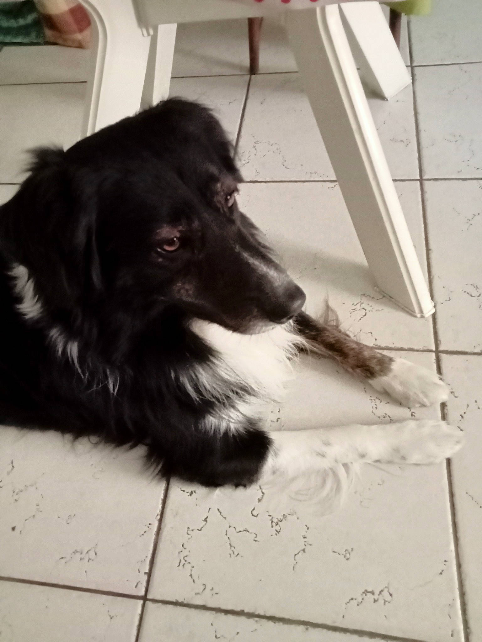 Torpille Ket a rejoint le concours — aidez-le/la à gagner de superbes lots ! borador, border_collie, carnivore, companion_dog, dog, dog_breed, dog_collar, flooring, fur, monochrome, monochrome_photography, sporting_group, tail, whiskers, working_animal, working_dog