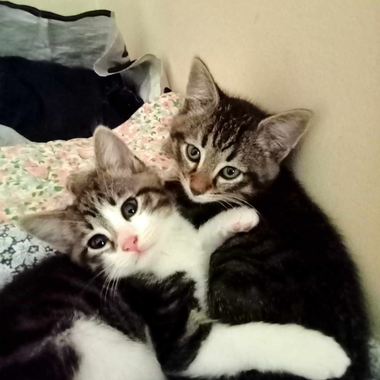 Rui Et Bella participe au concours pour gagner de l'argent avec cette photo : abyssinian, animal, armchair, blanket, canine, cat, chair, couch, cushion, dog, furniture, homedecor, kitten, manx, pet, siamese