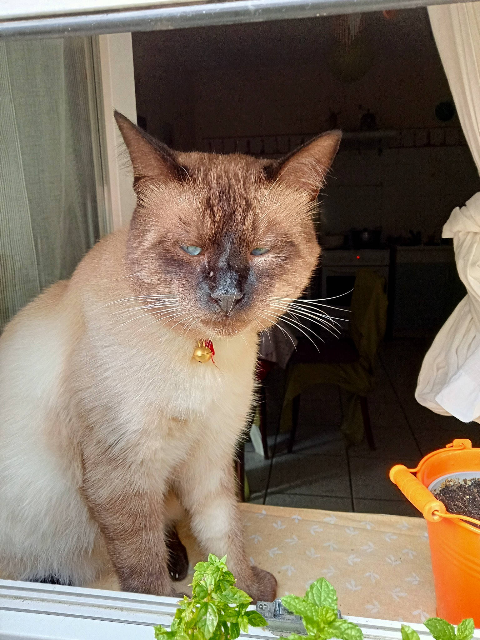 Ponponnou participe au concours pour gagner de l'argent avec cette photo : balinese, carnivore, cat, citrus, domestic_short_haired_cat, fawn, felidae, fruit, fur, houseplant, ingredient, natural_foods, orange, plant, siamese, small_to_medium_sized_cats, snout, tail, thai, whiskers