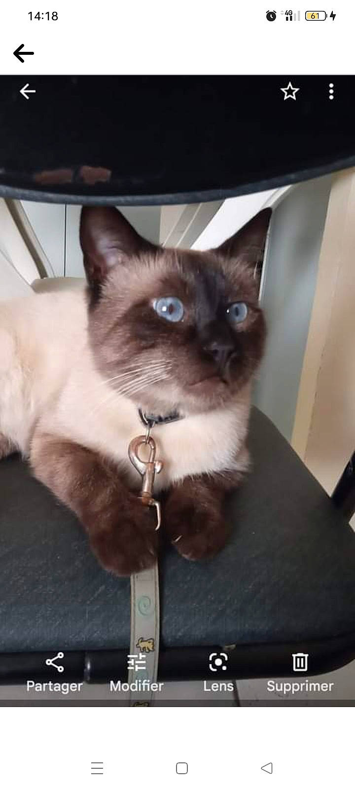 Ponponnou a rejoint le concours — aidez-le/la à gagner de superbes lots ! birman, box, carnivore, cat, eye, fawn, felidae, fur, iris, photo_caption, rectangle, siamese, small_to_medium_sized_cats, snout, tail, thai, whiskers