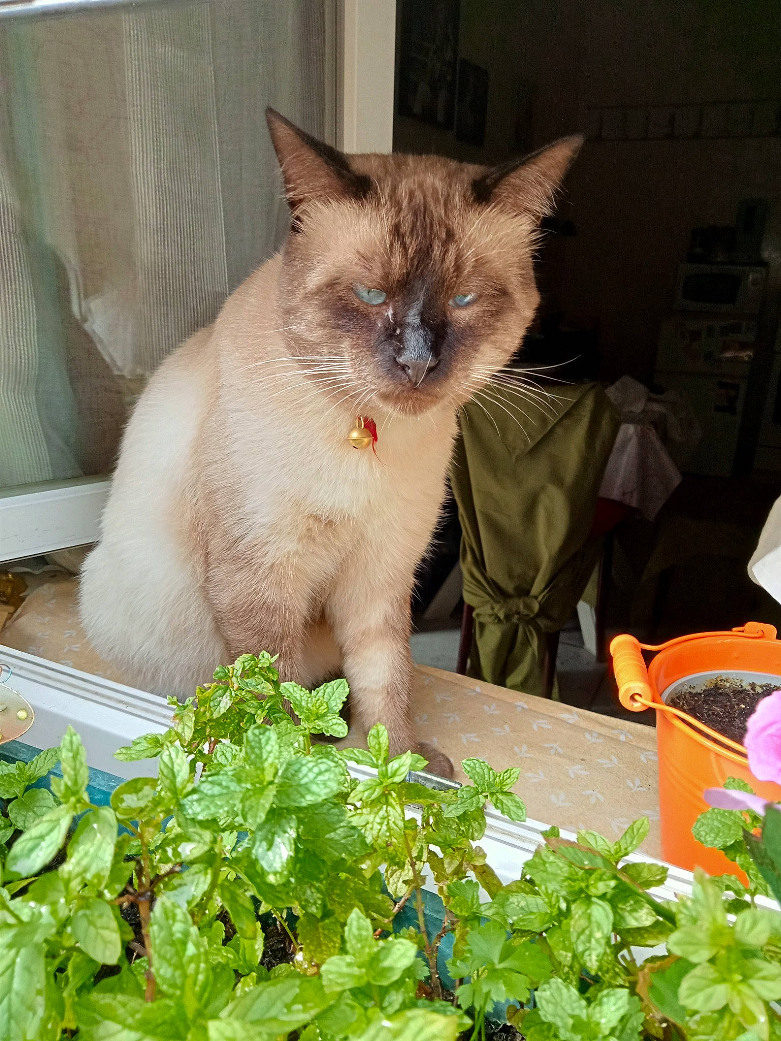 Ponponnou a rejoint le concours — aidez-le/la à gagner de superbes lots ! annual_plant, balinese, carnivore, cat, domestic_short_haired_cat, fawn, felidae, fines_herbes, fur, grass, groundcover, houseplant, leaf_vegetable, plant, siamese, small_to_medium_sized_cats, snout, thai, vegetable, whiskers