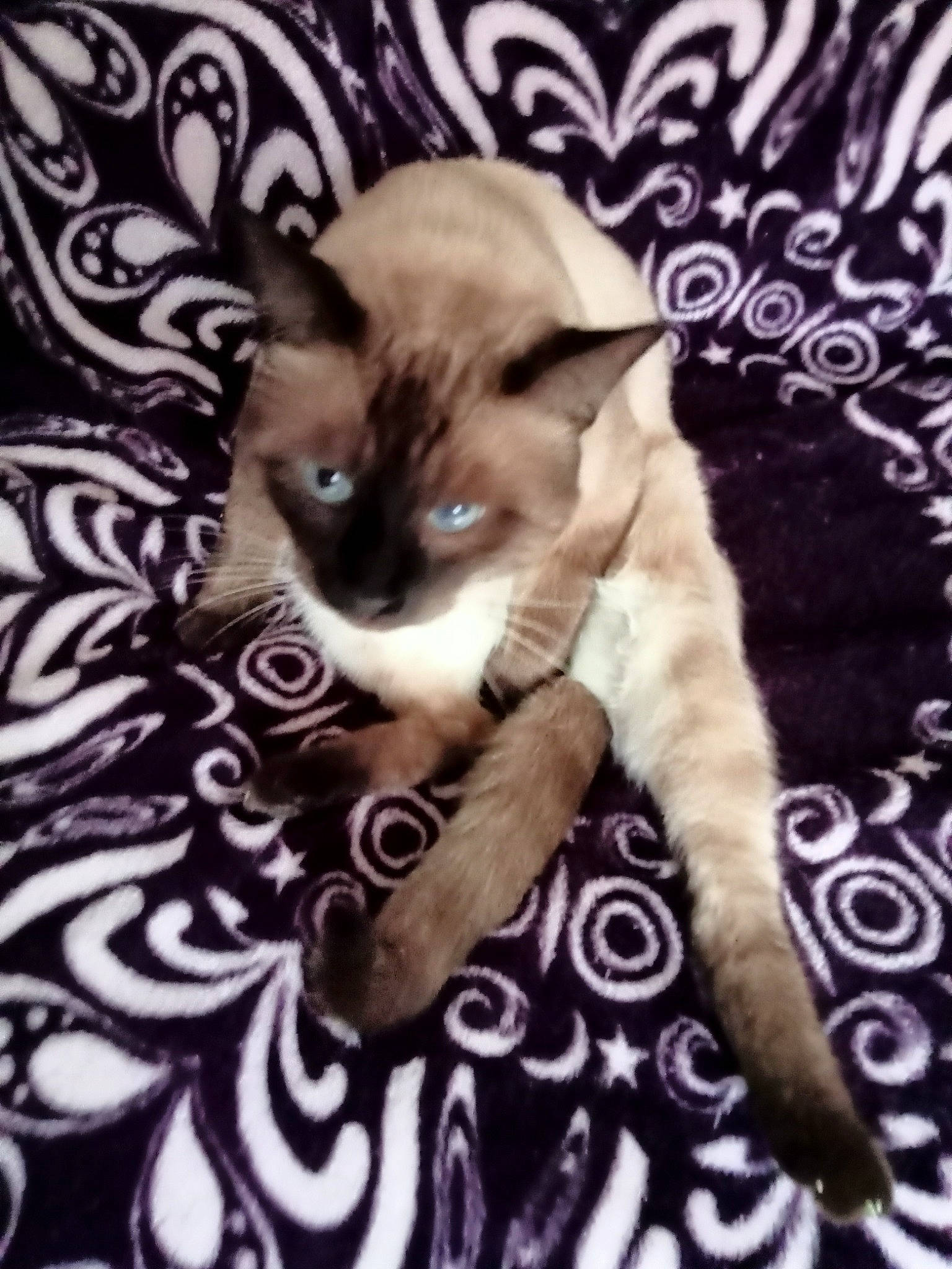 Ponponnou participe au concours pour gagner de l'argent avec cette photo : carnivore, cat, cat_supply, comfort, domestic_short_haired_cat, fawn, felidae, font, fur, magenta, pattern, paw, photo_caption, siamese, small_to_medium_sized_cats, snout, tail, terrestrial_animal, whiskers