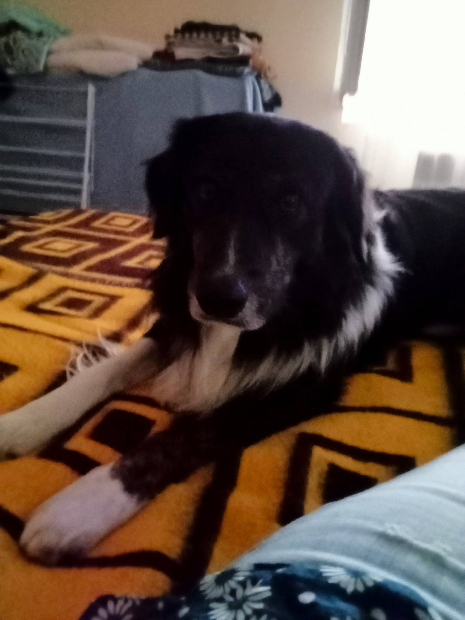 Torpille participe au concours pour gagner de l'argent avec cette photo : canidae, carnivore, chair, cloud, comfort, companion_dog, couch, dog, dog_breed, floor, flooring, fur, hardwood, metal, room, sporting_group, square, tail, wood, wood_flooring