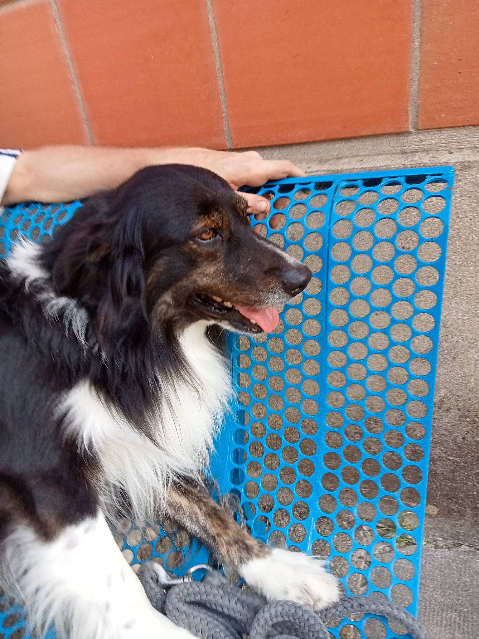 Torpille participe au concours pour gagner de l'argent avec cette photo : animal_sports, border_collie, canidae, carnivore, collar, companion_dog, dog, dog_breed, dog_collar, dog_sports, dog_supply, electric_blue, fur, gun_dog, herding_dog, liver, mesh, spaniel, whiskers, working_dog