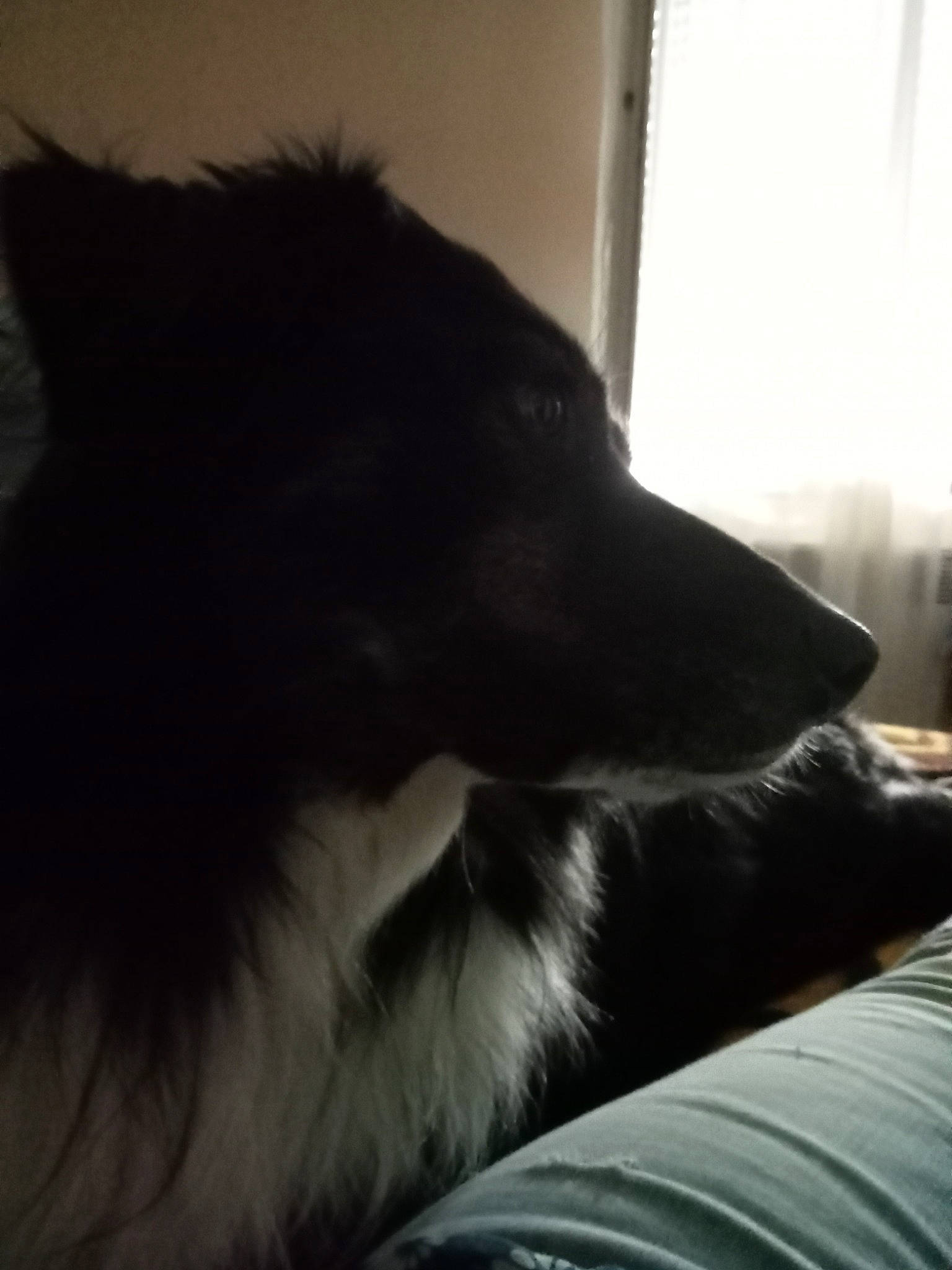 Torpille a rejoint le concours — aidez-le/la à gagner de superbes lots ! border_collie, canidae, carnivore, comfort, companion_dog, curtain, dog, dog_breed, ear, fur, herding_dog, monochrome_photography, room, snout, sporting_group, tints_and_shades, whiskers, window, working_animal, working_dog