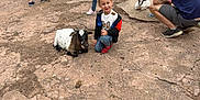 Nolann participe au concours pour gagner de l'argent avec cette photo : animal, boy, casual_clothing, child, cute, daytime, family, goat, interaction, kneeling, mammal, nature, outdoor, park, people, petting_zoo, playful, smiling, stone_ground, young
