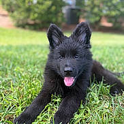 Winnie is registered to the contest to win money with this photo: puppy, dog, black_dog, grass, outdoor, pet, animal, tongue_out, ears_up, cute, young_dog, nature, greenery, lying_down, playful, fur, muzzle, portrait, sunny, happy