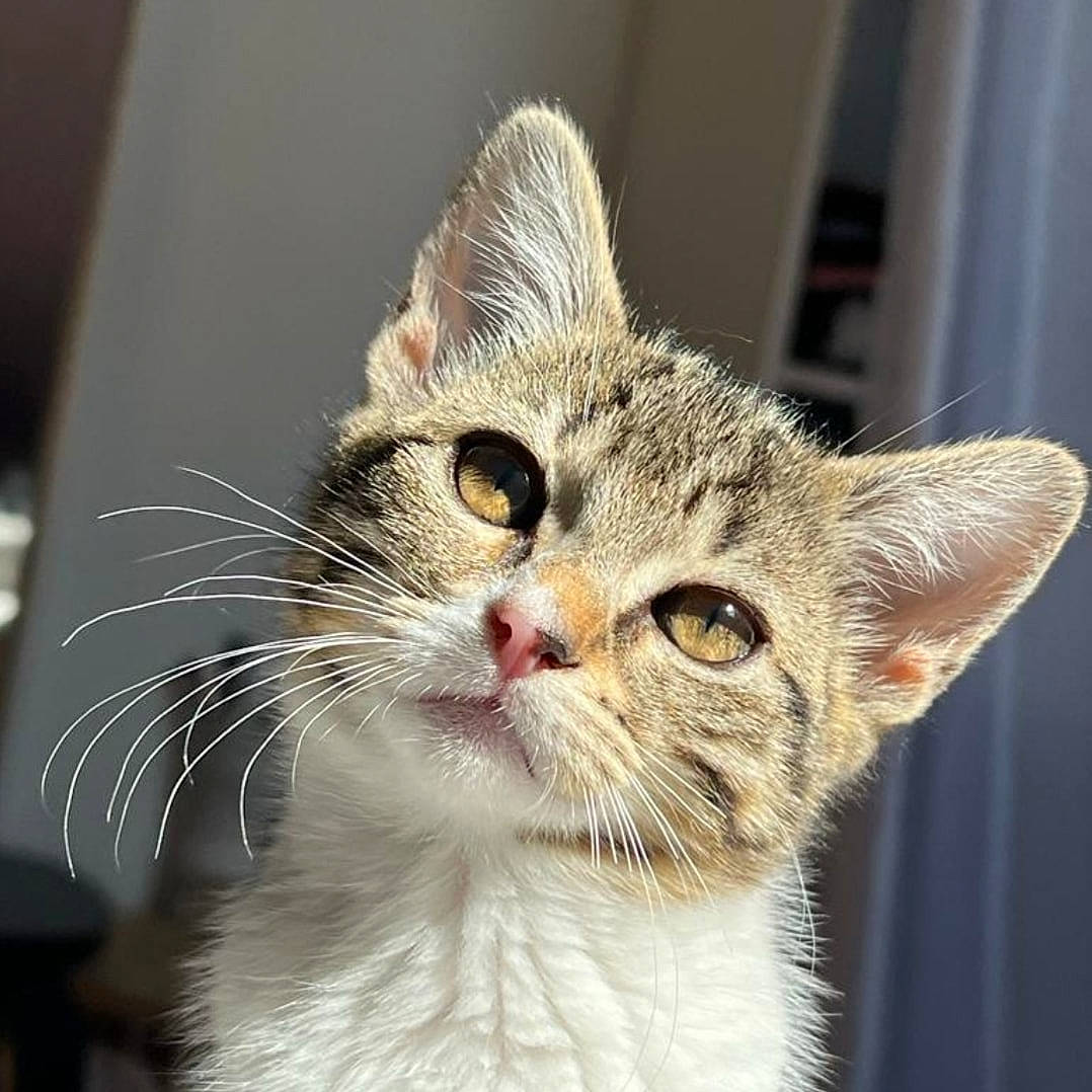 Haby a rejoint le concours — aidez-le/la à gagner de superbes lots ! carnivore, cat, domestic_short_haired_cat, ear, felidae, fur, paw, small_to_medium_sized_cats, snout, whiskers, window