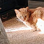 animal, carpet, cat, cozy, domestic, ears, feline, floor, fur, ginger_cat, home, indoor, pet, quiet, relaxed, resting, shadow, sunlight, tail, whiskers