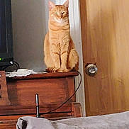 Tigger joined the competition — help win amazing prizes! animal, calm, cat, cozy, cushion, domestic, door, furniture, gray_cushion, household, indoor, looking, orange_tabby, pet, piano, relaxed, sitting, tabby, wall_decor, wooden_furniture