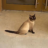 Moïse a rejoint le concours — aidez-le/la à gagner de superbes lots ! cat, siamese_cat, reflection, glass_door, concrete_floor, animal, pet, sitting, indoor, door_handle, shadow, fur, whiskers, tail, ears, eyes, quiet, calm, domestic_animal, window