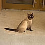 cat, siamese_cat, reflection, glass_door, concrete_floor, animal, pet, sitting, indoor, door_handle, shadow, fur, whiskers, tail, ears, eyes, quiet, calm, domestic_animal, window
