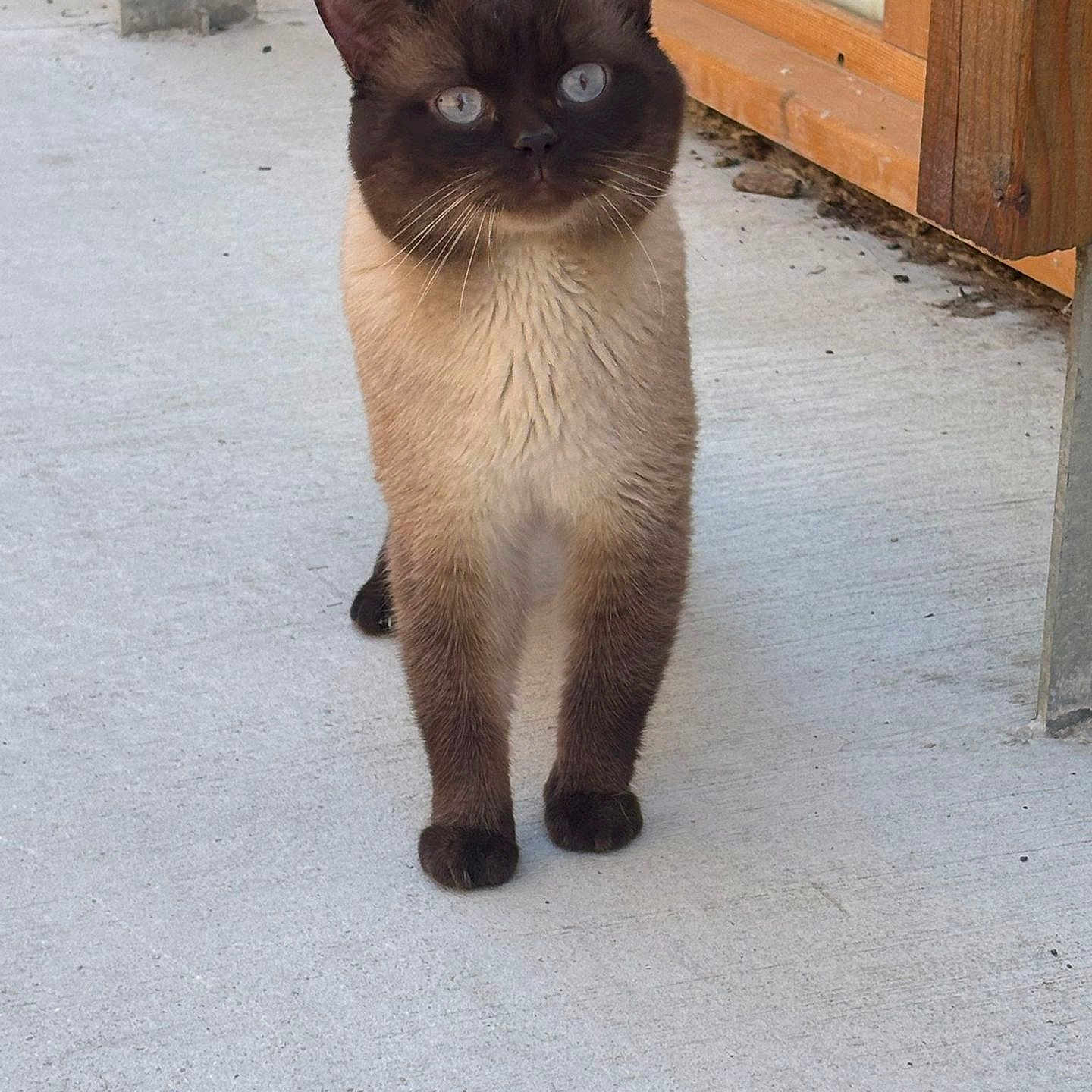 Moïse a rejoint le concours — aidez-le/la à gagner de superbes lots ! animal, blue_eyes, cat, concrete, curious, cute, domestic_cat, ears, feline, fur, looking, nature, outdoor, paws, pet, portrait, siamese_cat, standing, whiskers, wooden_structure