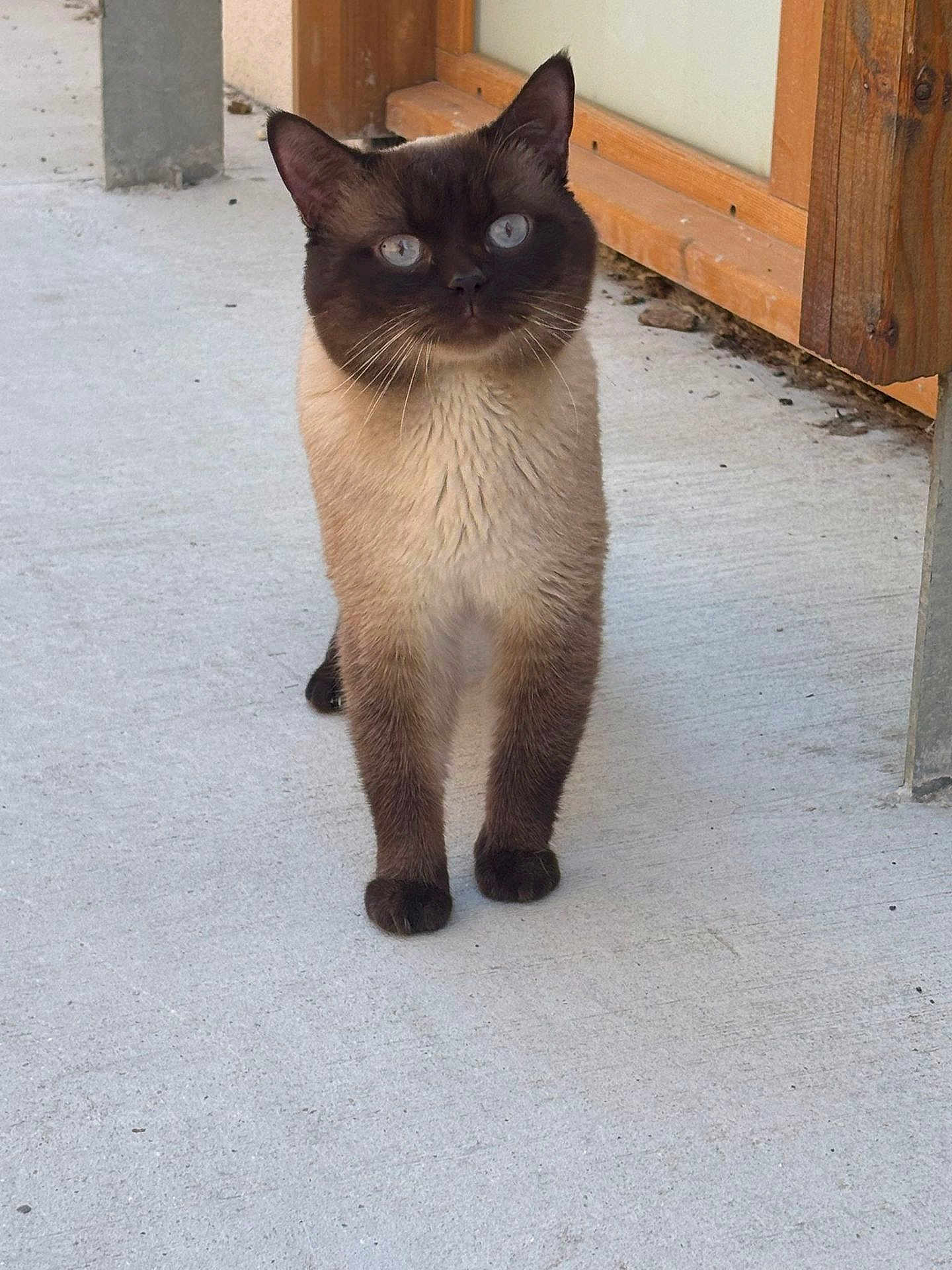 Moïse a rejoint le concours — aidez-le/la à gagner de superbes lots ! cat, siamese_cat, blue_eyes, curious, concrete, wooden_structure, outdoor, pet, animal, feline, whiskers, ears, paws, standing, looking, portrait, domestic_cat, nature, cute, fur