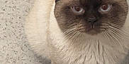 Moïse a rejoint le concours — aidez-le/la à gagner de superbes lots ! cat, siamese_cat, pet, animal, feline, fur, whiskers, ears, tail, sitting, indoor, floor, cute, domestic_animal, mammal, eyes, portrait, looking_up, paws, close_up