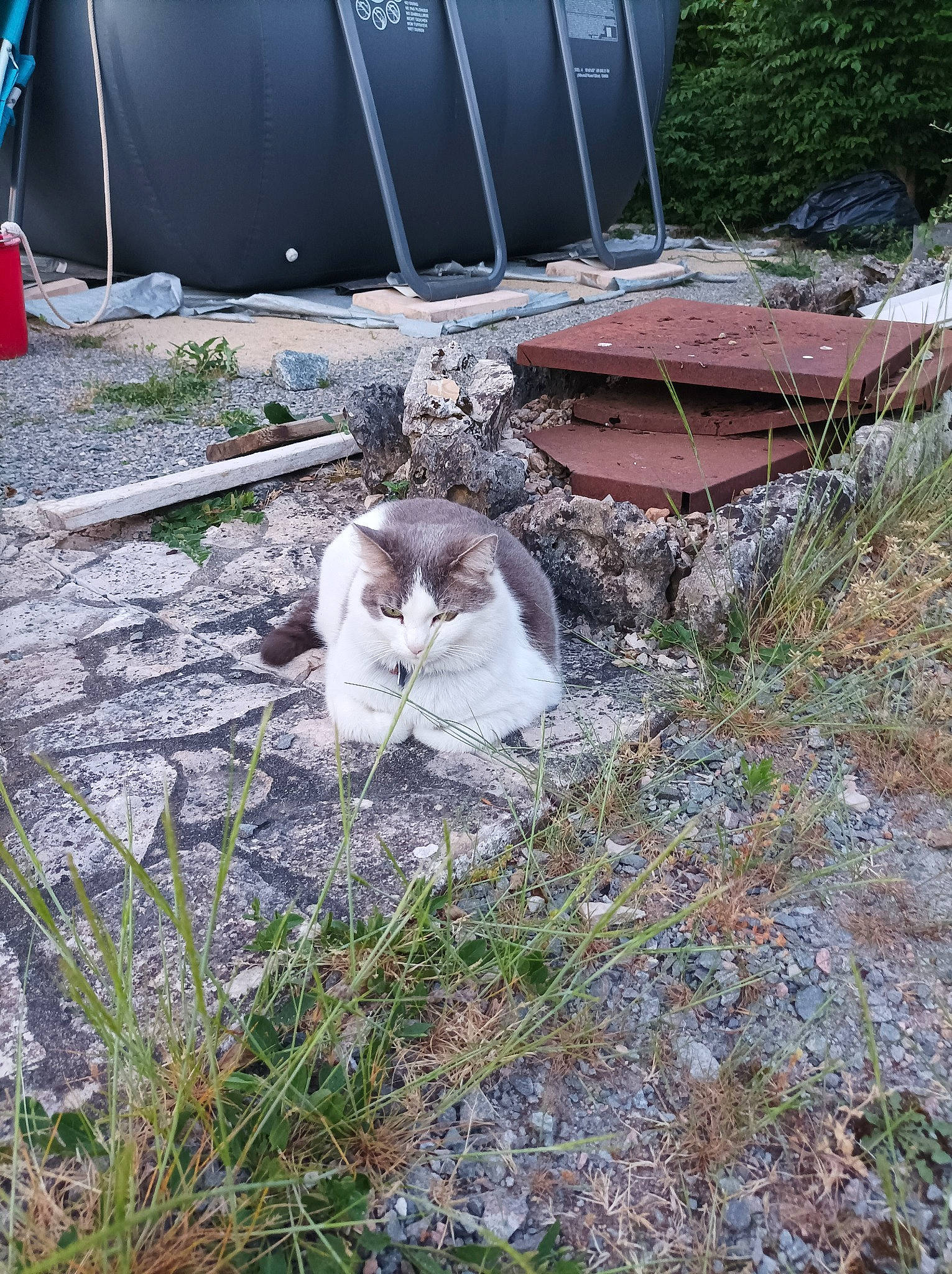 Dakota participe au concours pour gagner de l'argent avec cette photo : automotive_tire, automotive_wheel_system, canidae, carnivore, cat, domestic_short_haired_cat, felidae, fur, grass, house, plant, small_to_medium_sized_cats, soil, sporting_group, tail, waste, whiskers, wildlife, wood, yard