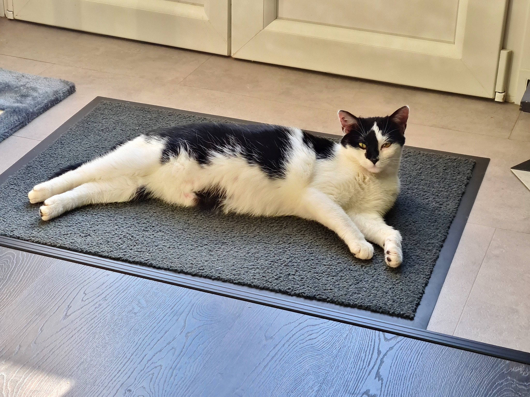 Titoon a rejoint le concours — aidez-le/la à gagner de superbes lots ! carnivore, cat, comfort, domestic_short_haired_cat, eye, felidae, floor, flooring, foot, fur, hardwood, human_leg, paw, small_to_medium_sized_cats, snout, tail, tree, whiskers, window, wood