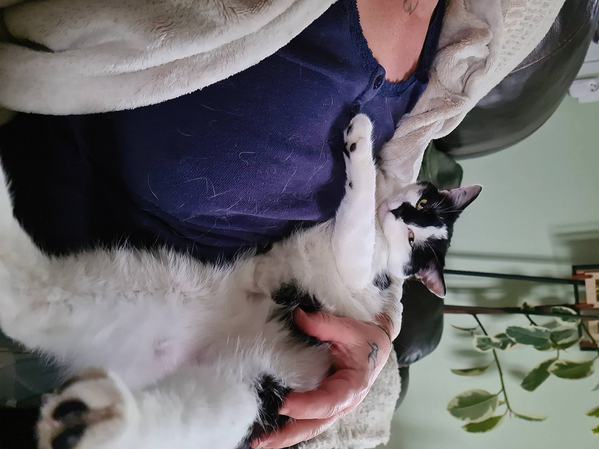 Titoon a rejoint le concours — aidez-le/la à gagner de superbes lots ! canidae, carnivore, cat, claw, collar, companion_dog, dog_breed, domestic_short_haired_cat, fawn, felidae, foot, fur, gesture, human_leg, lap, paw, small_to_medium_sized_cats, sporting_group, tail, whiskers