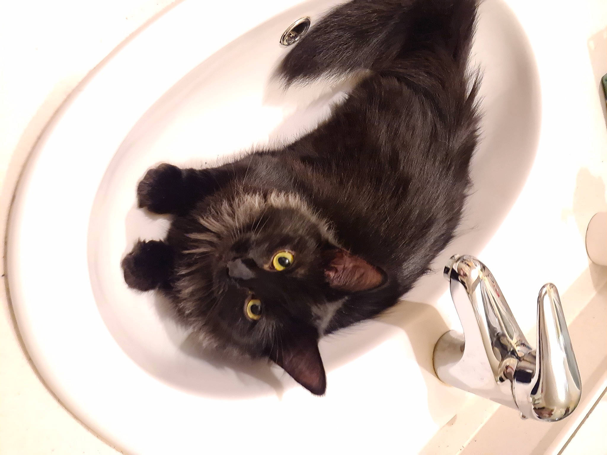 Kachou a rejoint le concours — aidez-le/la à gagner de superbes lots ! black_cat, carnivore, cat, cat_supply, claw, comfort, dishware, domestic_short_haired_cat, felidae, fur, paw, pet_supply, plumbing_fixture, serveware, sink, small_to_medium_sized_cats, snout, tail, terrestrial_animal, whiskers