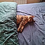 Chateigne a rejoint le concours — aidez-le/la à gagner de superbes lots ! animal, bed, blanket, blue_sheet, cat, cozy, cute, domestic, fur, furniture, green_blanket, home, indoor, peaceful, pet, plant, relaxing, resting, sleeping, tabby