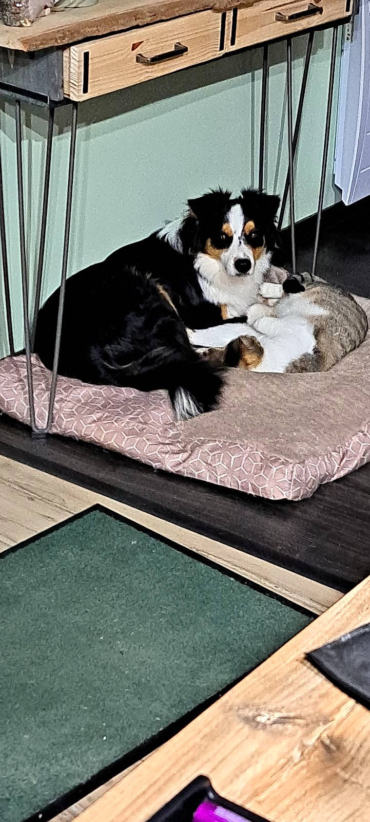 Twist participe au concours pour gagner de l'argent avec cette photo : bernese_mountain_dog, carnivore, chair, comfort, companion_dog, dog, dog_breed, dog_supply, door, flooring, hardwood, linens, mammal, pet_supply, rectangle, room, sporting_group, vertebrate, wood, working_animal