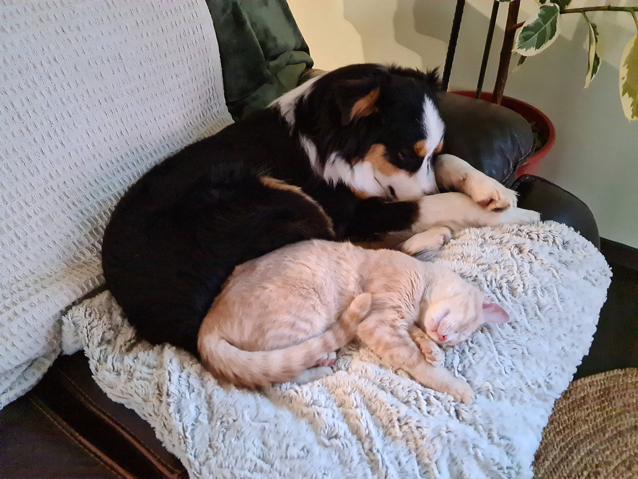 Twist a rejoint le concours — aidez-le/la à gagner de superbes lots ! bedtime, canidae, carnivore, cat, comfort, companion_dog, dog, dog_bed, dog_breed, domestic_short_haired_cat, duvet, fawn, felidae, fur, linens, small_to_medium_sized_cats, snout, sporting_group, tail, whiskers