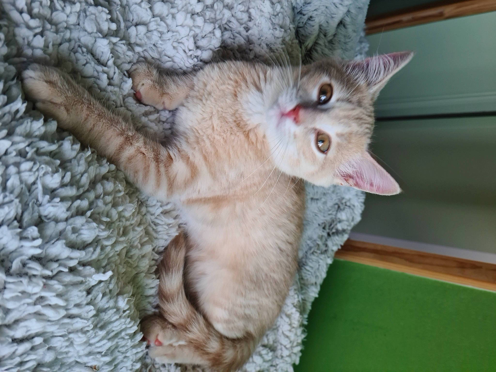 Mewoen participe au concours pour gagner de l'argent avec cette photo : carnivore, cat, cat_supply, claw, domestic_short_haired_cat, eye, fawn, felidae, fur, paw, small_to_medium_sized_cats, tail, whiskers