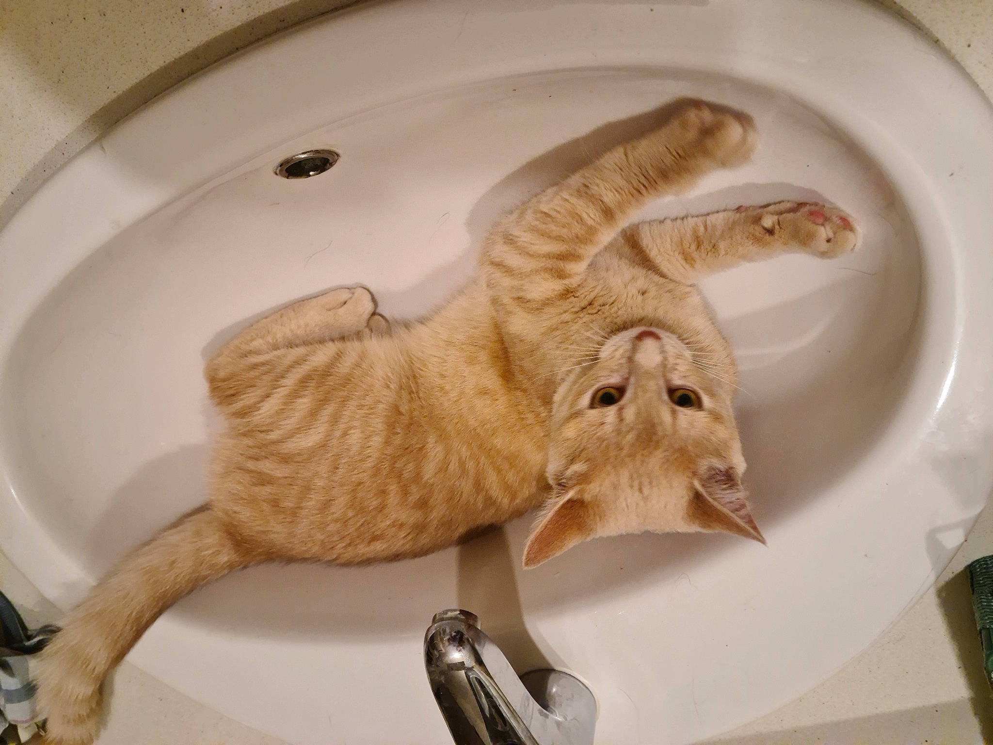 Mewoen participe au concours pour gagner de l'argent avec cette photo : art, artifact, beak, carving, ceramic, claw, fawn, feather, felidae, fur, goat_antelope, horn, jaw, paw, relief, tail, terrestrial_animal, wildlife, wing, wood