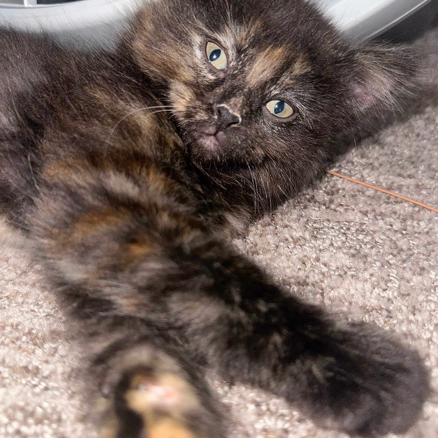 Panther is registered to the contest to win money with this photo: abyssinian, angora, animal, blackcat, brasssection, cat, den, face, head, horn, indoors, kitten, manx, musicalinstrument, person, pet, siamese