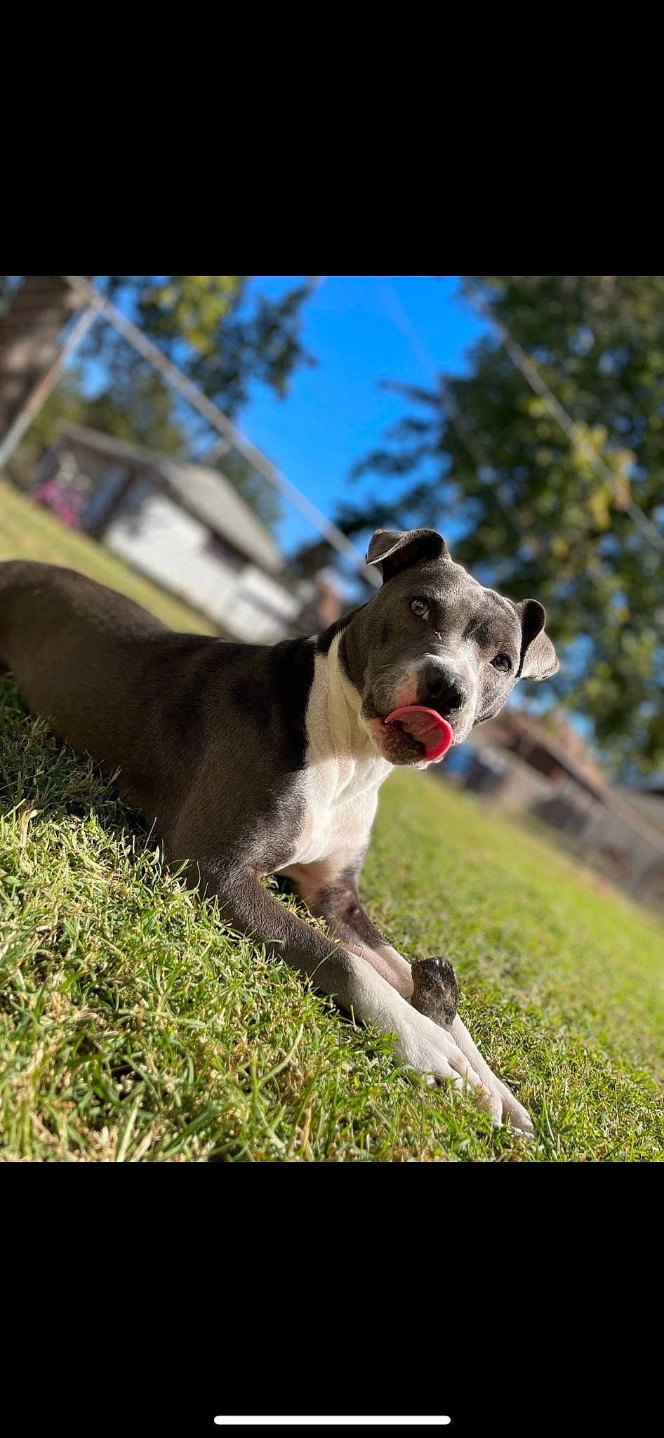 Mazikeen is registered to the contest to win money with this photo: canidae, carnivore, collar, companion_dog, dog, dog_breed, dog_collar, fawn, grass, grassland, happy, pasture, plant, sky, snout, sporting_group, tail, tree, whiskers, working_animal