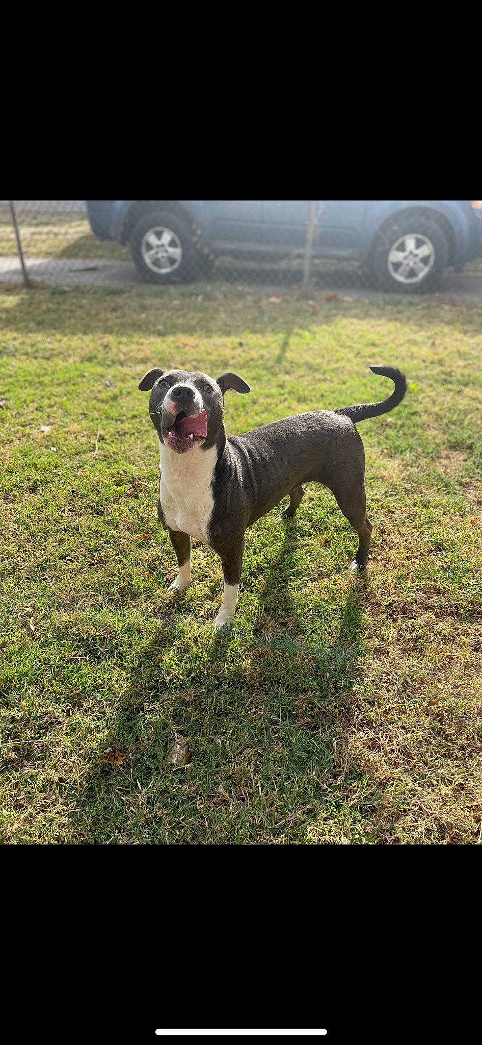 Mazikeen joined the competition — help win amazing prizes! boxer, canidae, car, carnivore, collar, companion_dog, dog, dog_breed, dog_collar, dog_supply, fawn, fender, grass, pet_supply, plant, snout, tail, tire, wheel, working_animal