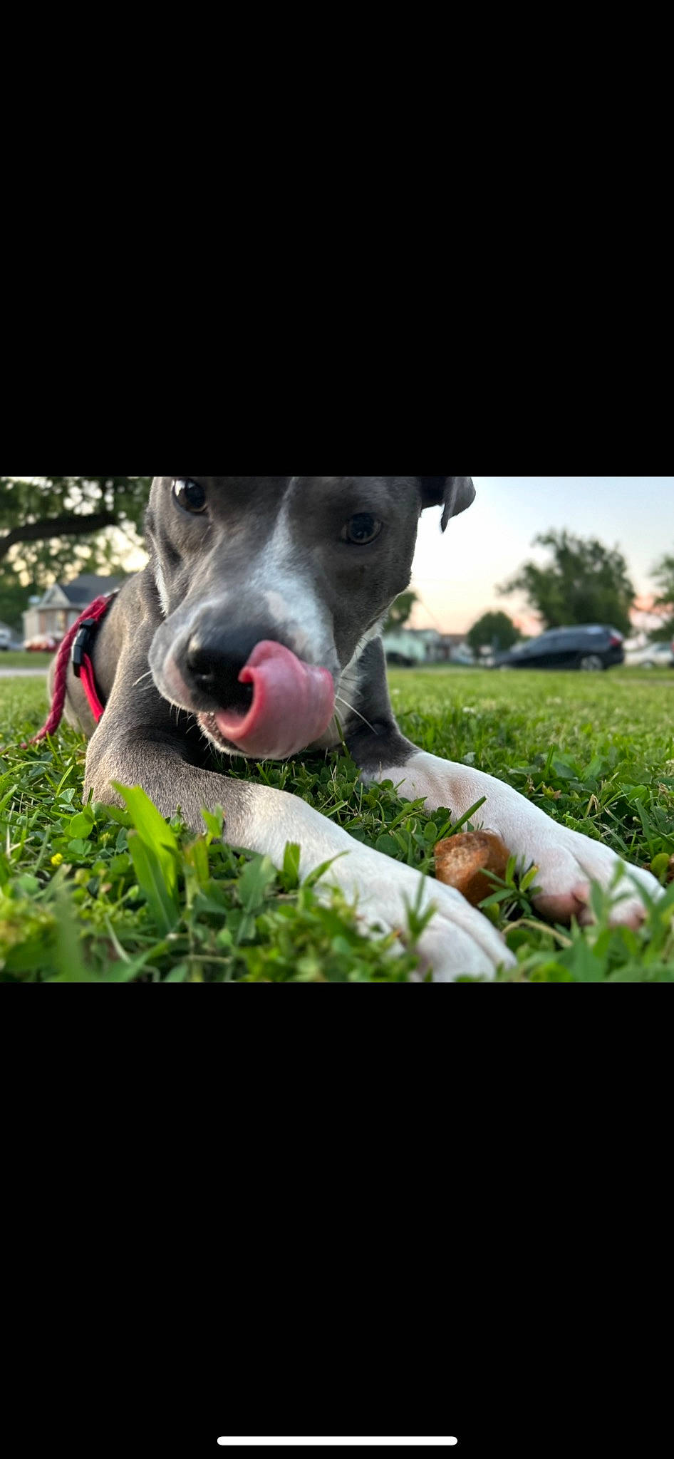 Mazikeen joined the competition — help win amazing prizes! canidae, carnivore, collar, companion_dog, dog, dog_breed, dog_collar, grass, happy, non_sporting_group, photo_caption, plant, pointing_breed, sky, snout, sporting_group, tree, whiskers, working_animal, working_dog