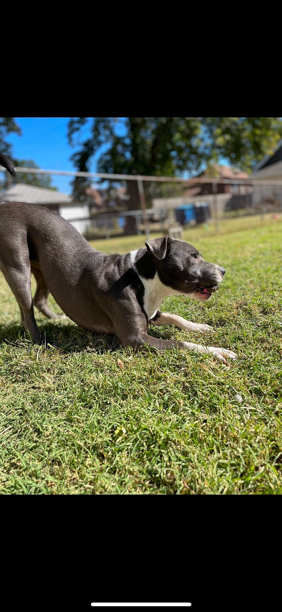 Mazikeen joined the competition — help win amazing prizes! canidae, carnivore, companion_dog, dog, dog_breed, fawn, grass, grassland, groundcover, livestock, non_sporting_group, pasture, plant, snout, sporting_group, tail, terrestrial_animal, tree, whiskers, working_animal