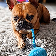 Tiya a rejoint le concours — aidez-le/la à gagner de superbes lots ! dog, french_bulldog, toy, blue, rope, carpet, indoor, pet, animal, brown, fur, ears, paw, cute, closeup, play, laying, home, floor, pet_toy