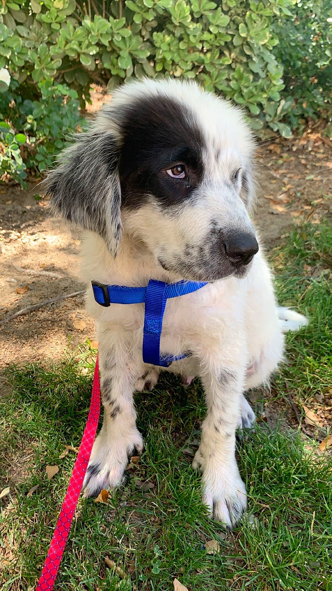 Julius is registered to the contest to win money with this photo: accessories, animal, canine, dog, eskimodog, grass, herbal, herbs, hound, leash, nature, outdoors, pet, plant, puppy, strap, tree, vegetation, whitedog, yard