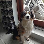 Baya participe au concours pour gagner de l'argent avec cette photo : dog, puppy, tricolor, fluffy, sitting, portrait, face, eyes, nose, fur, pet, indoors, window, curtain, patio, chairs, tile_floor, natural_light, home, cute