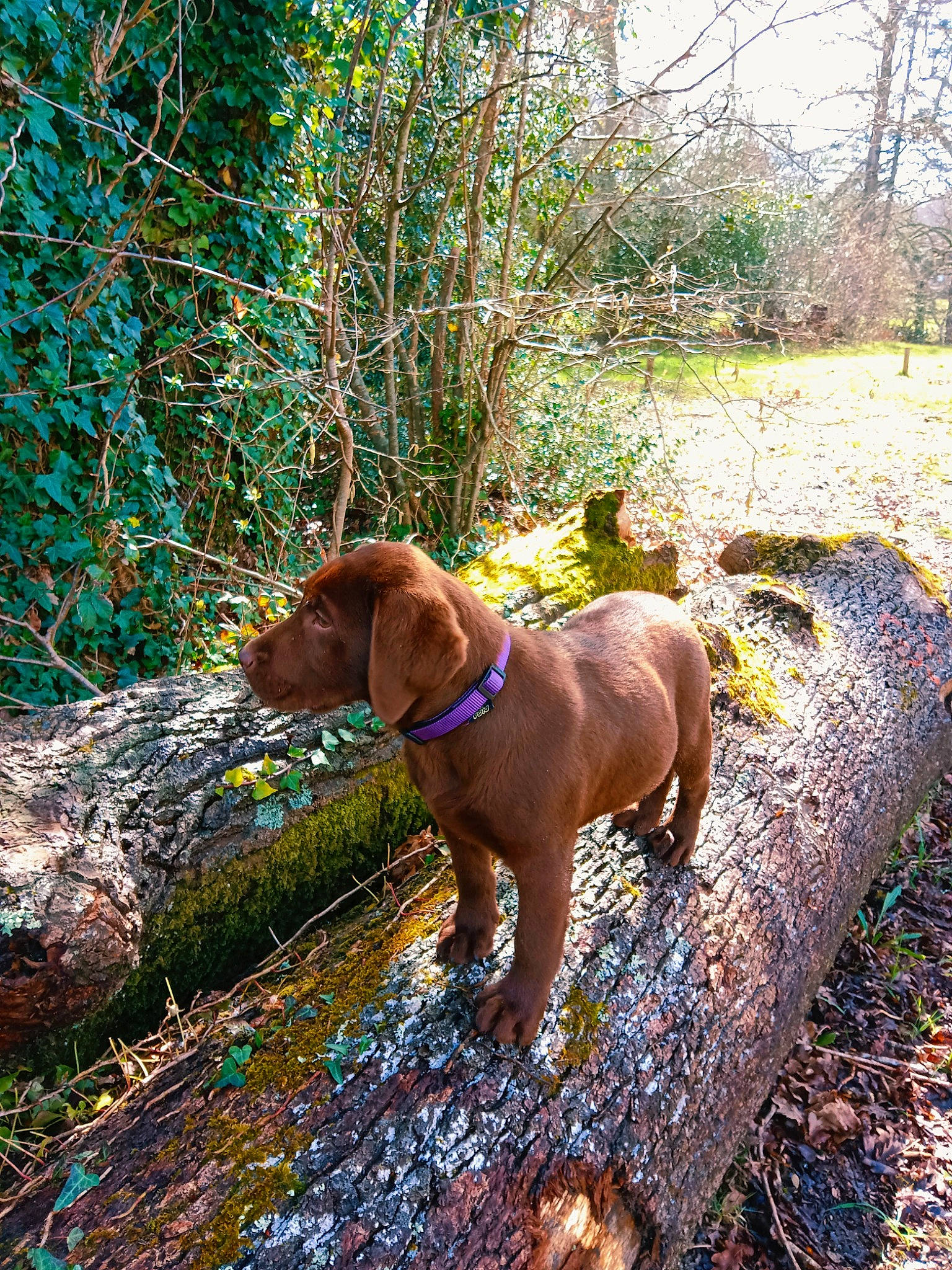 Ursul participe au concours pour gagner de l'argent avec cette photo : canidae, carnivore, collar, companion_dog, dog, dog_breed, dog_collar, fawn, grass, gun_dog, hound, liver, pet_supply, plant, sky, sporting_group, tail, tree, wood, working_animal