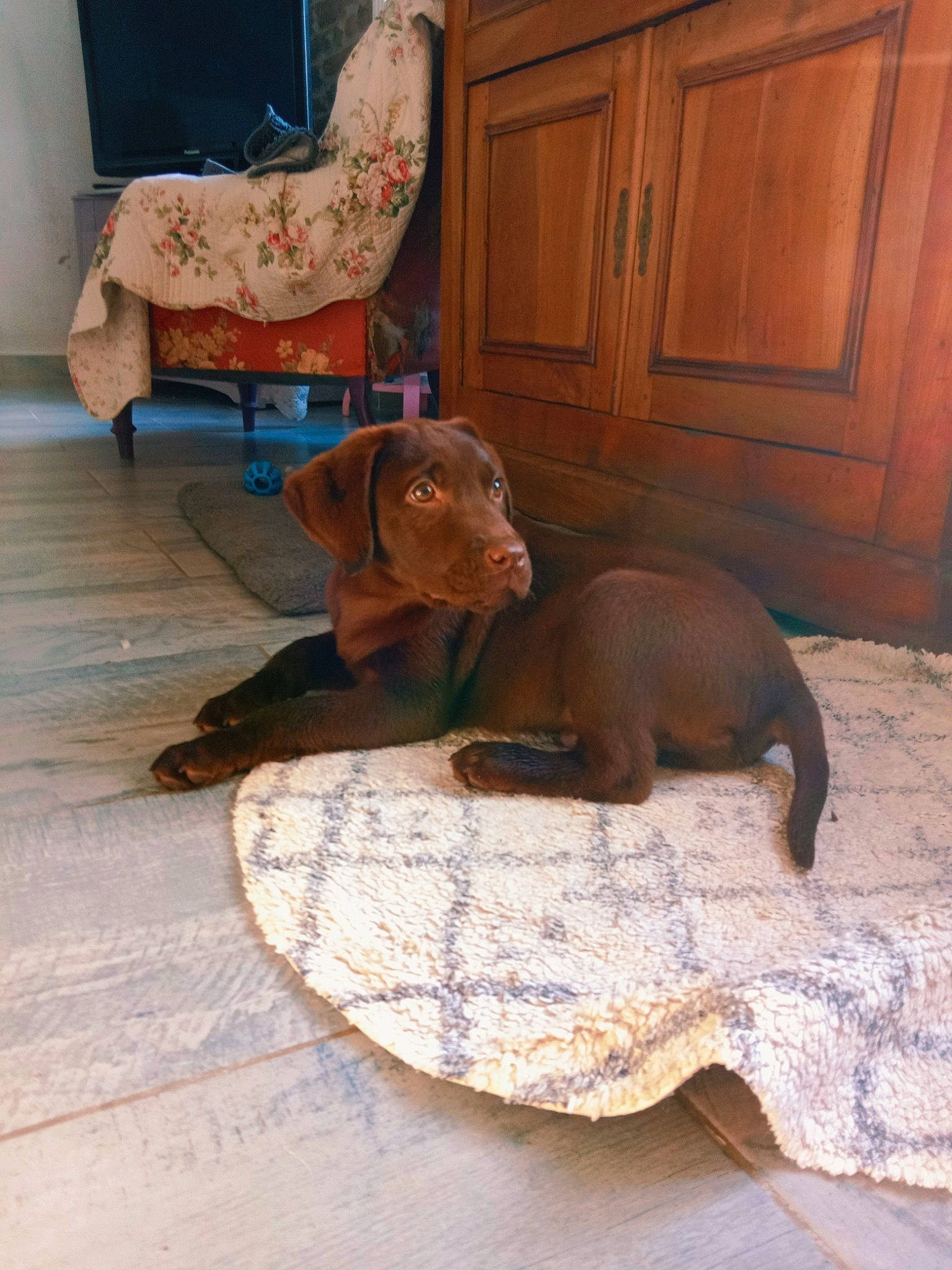 Ursul participe au concours pour gagner de l'argent avec cette photo : brown, cabinetry, carnivore, chair, comfort, companion_dog, dog, dog_breed, door, fawn, floor, flooring, hardwood, liver, sculpture, sporting_group, tail, wood, wood_stain, working_animal