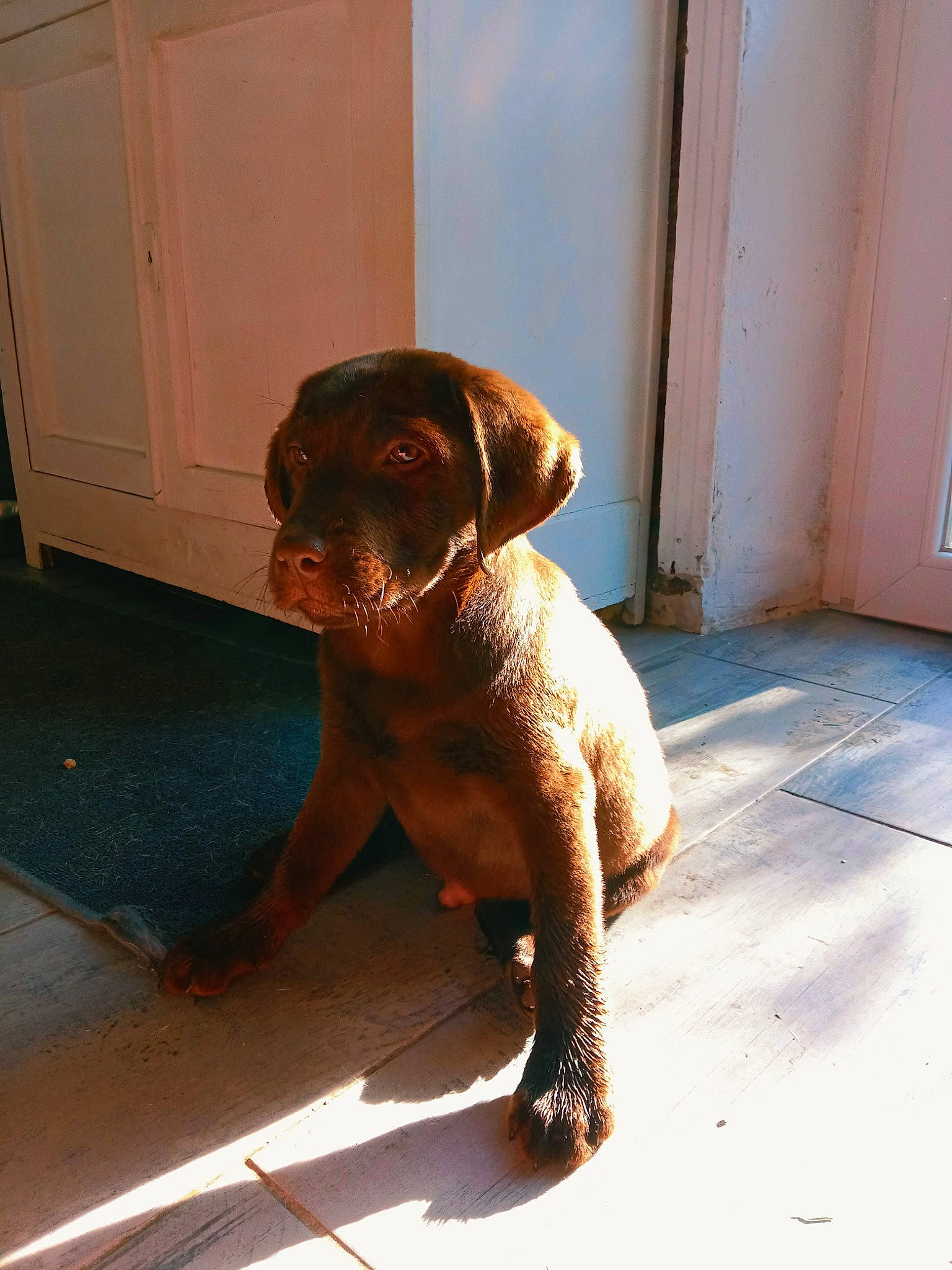 Ursul participe au concours pour gagner de l'argent avec cette photo : brown, cabinetry, canidae, carnivore, companion_dog, dog, dog_breed, door, fawn, floor, flooring, guard_dog, gun_dog, hardwood, home_door, liver, non_sporting_group, tail, wood, working_animal