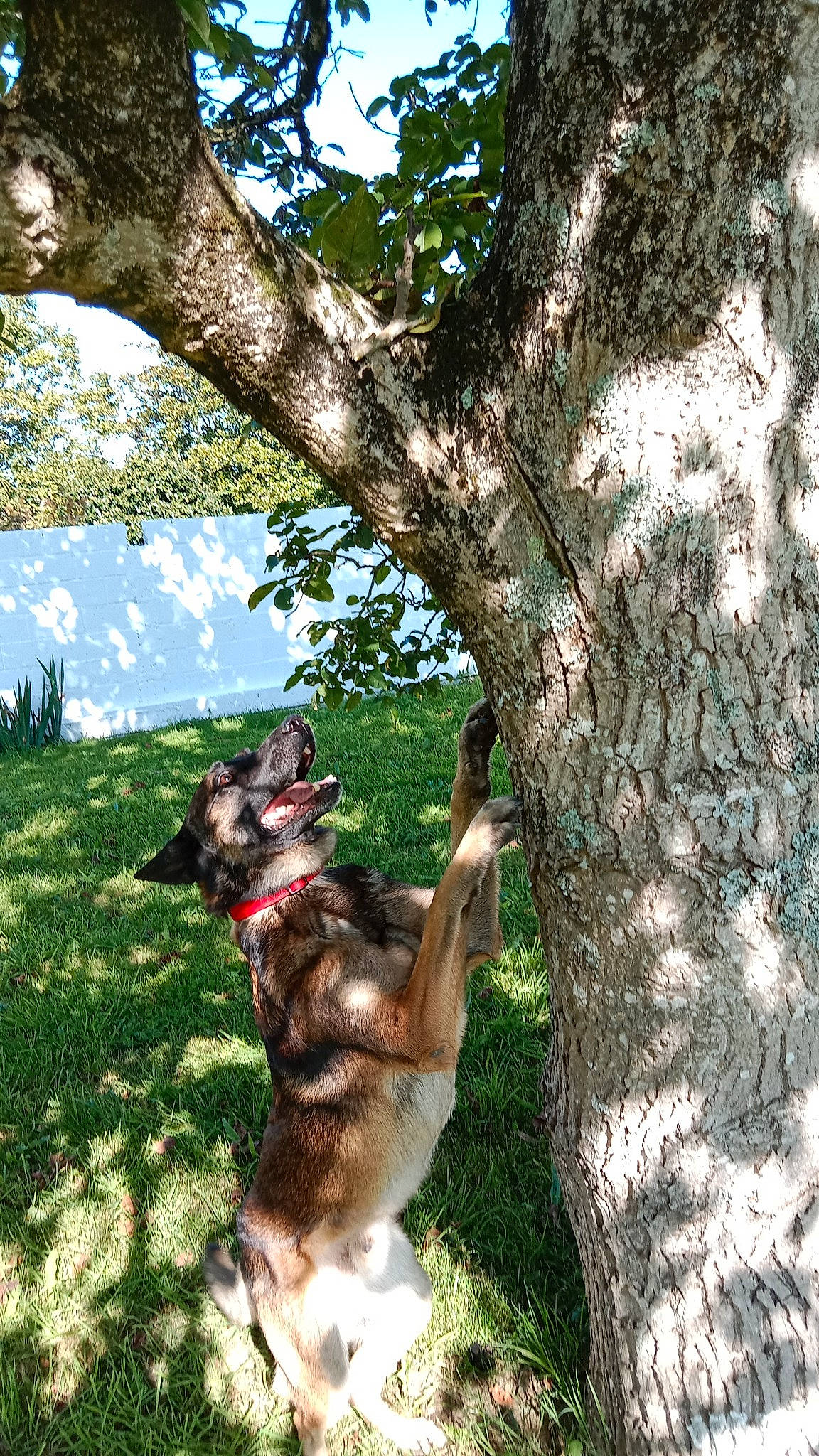 Narco Et Peya a rejoint le concours — aidez-le/la à gagner de superbes lots ! carnivore, cloud, collar, companion_dog, dog, dog_breed, dog_collar, fawn, german_shepherd_dog, grass, herding_dog, plant, sky, tail, tree, trunk, twig, wood, woody_plant, working_animal