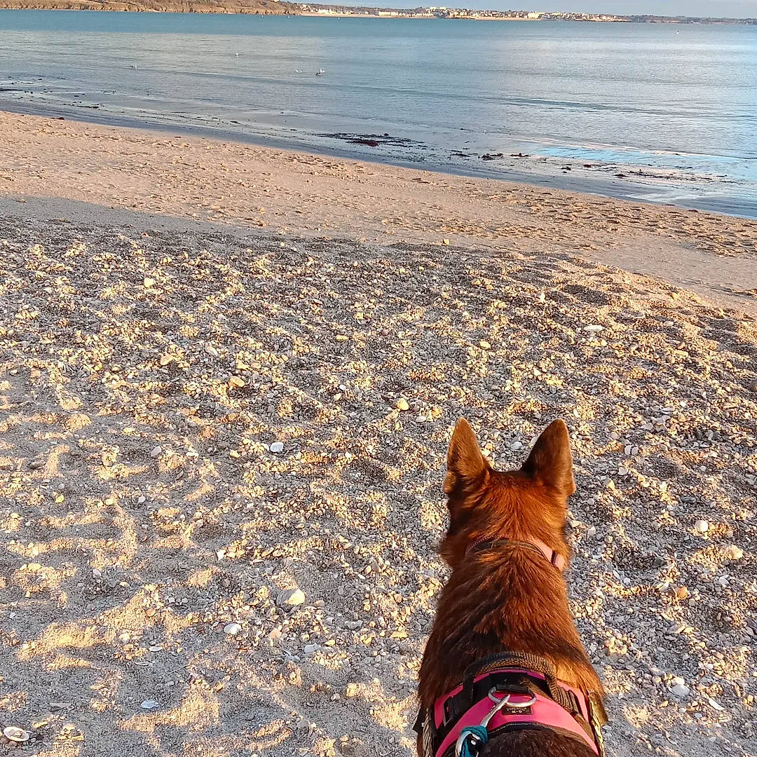 Narco Et Peya a rejoint le concours — aidez-le/la à gagner de superbes lots ! beach, canidae, carnivore, dog, dog_breed, fawn, fun, grass, horizon, lake, landscape, morning, sand, sky, snout, sporting_group, water, wind_wave, wood, working_animal