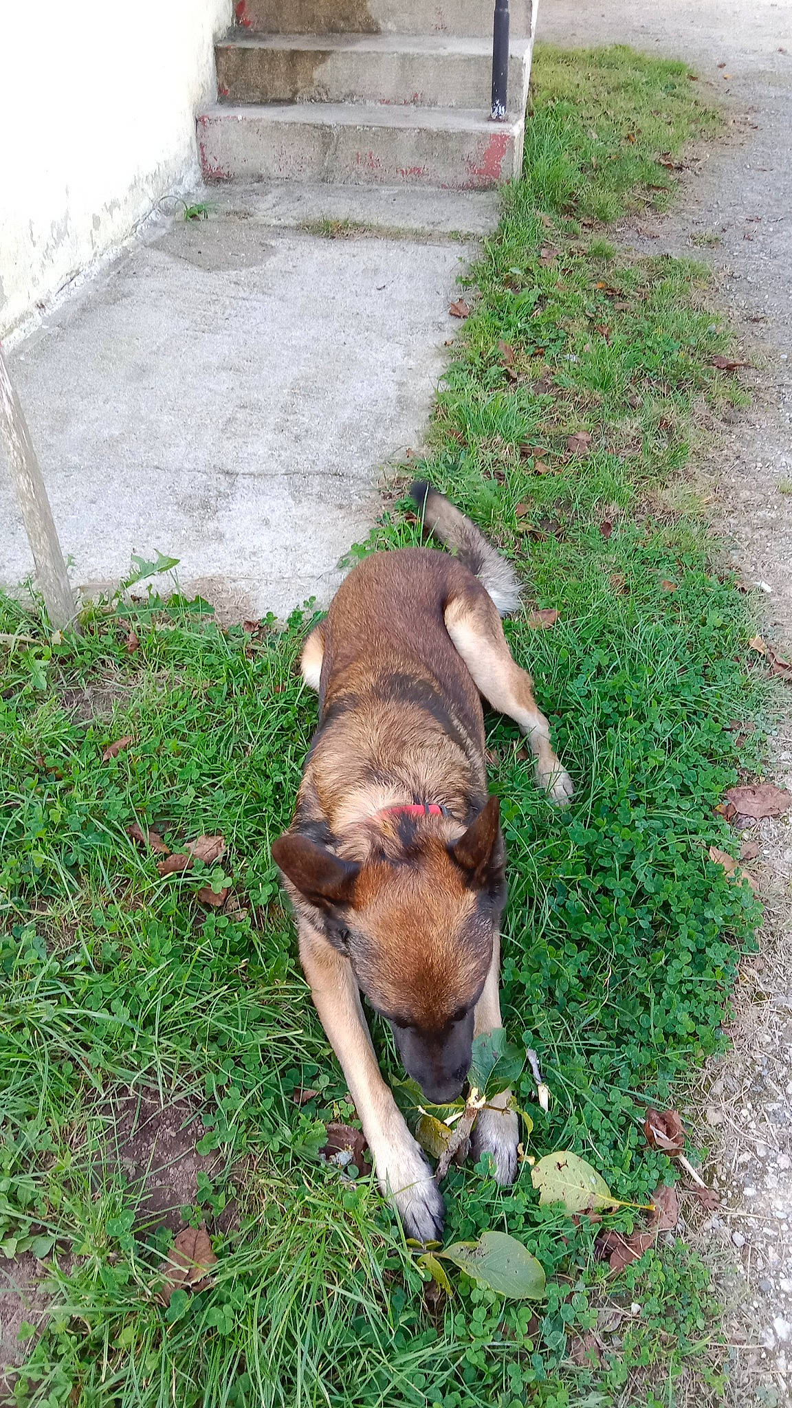 Narco Et Peya participe au concours pour gagner de l'argent avec cette photo : canidae, carnivore, collar, companion_dog, dog, dog_breed, fawn, grass, groundcover, lawn, leash, liver, pet_supply, plant, road_surface, snout, sporting_group, tail, terrestrial_animal, working_animal