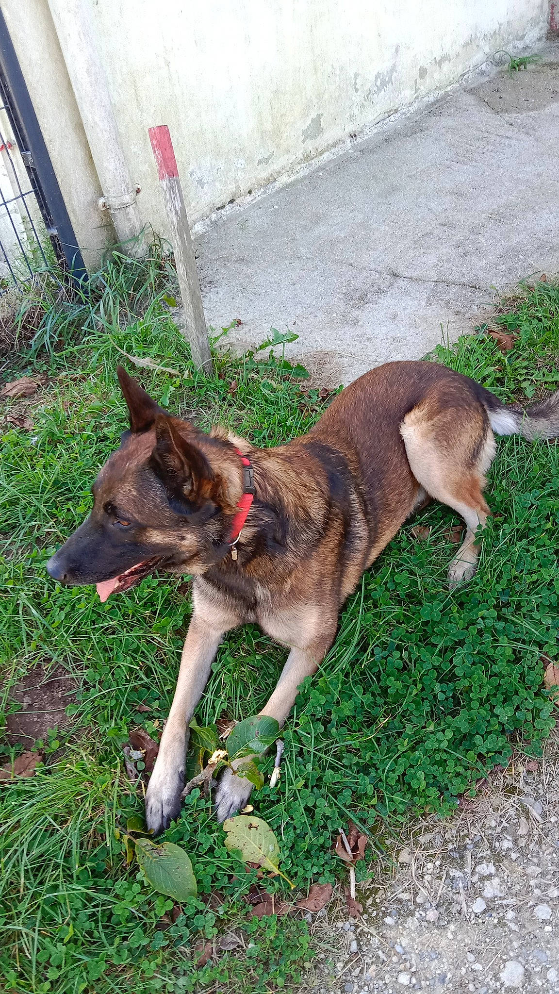 Narco Et Peya a rejoint le concours — aidez-le/la à gagner de superbes lots ! belgian_shepherd_malinois, carnivore, collar, companion_dog, dog, dog_breed, dog_supply, east_european_shepherd, fawn, fence, german_shepherd_dog, grass, herding_dog, pet_supply, plant, sporting_group, tail, terrestrial_animal, working_animal, working_dog