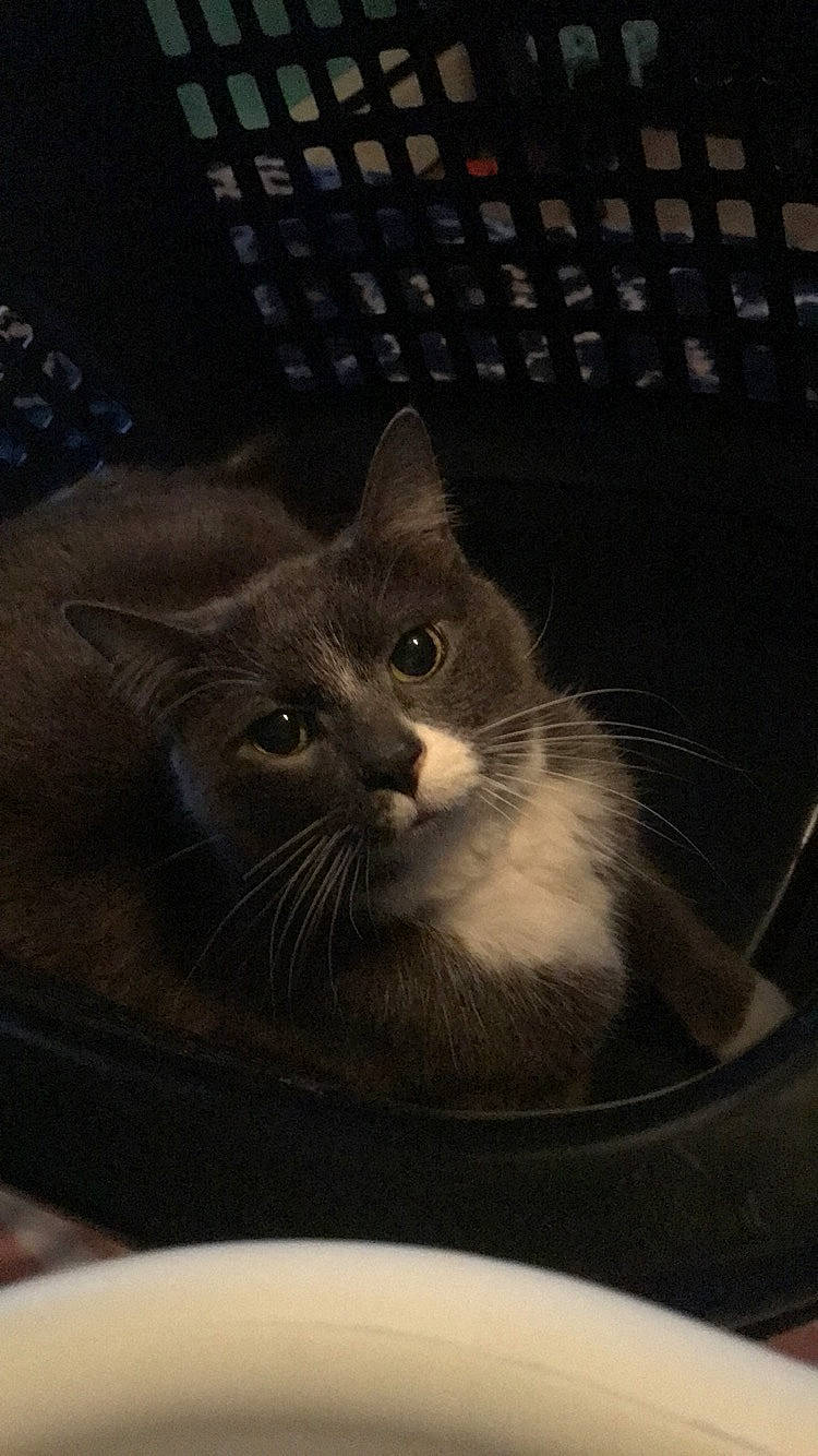 Soxers is registered to the contest to win money with this photo: black_and_white, carnivore, cat, domestic_short_haired_cat, ear, european_shorthair, felidae, fur, kitten, norwegian_forest_cat, small_to_medium_sized_cats, snout, whiskers