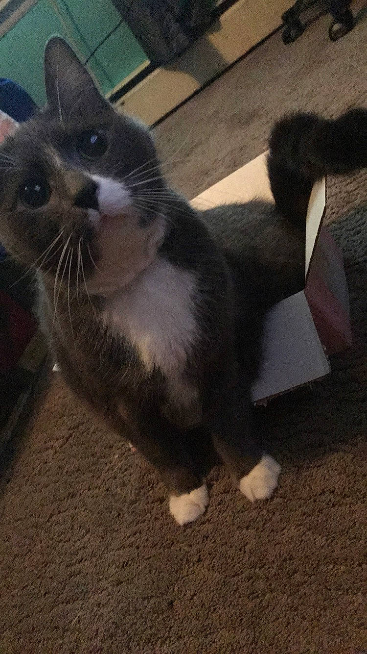 Soxers joined the competition — help win amazing prizes! american_wirehair, black_cat, carnivore, cat, domestic_short_haired_cat, european_shorthair, felidae, fur, kitten, mammal, organism, paw, photo_caption, photography, polydactyl_cat, small_to_medium_sized_cats, snapshot, snout, tail, whiskers